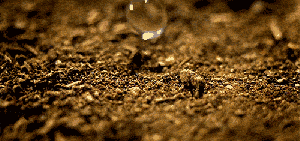 petrichor_deepak_rana_blog