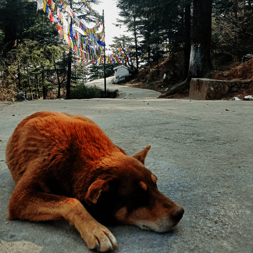 Dharamshala dogs