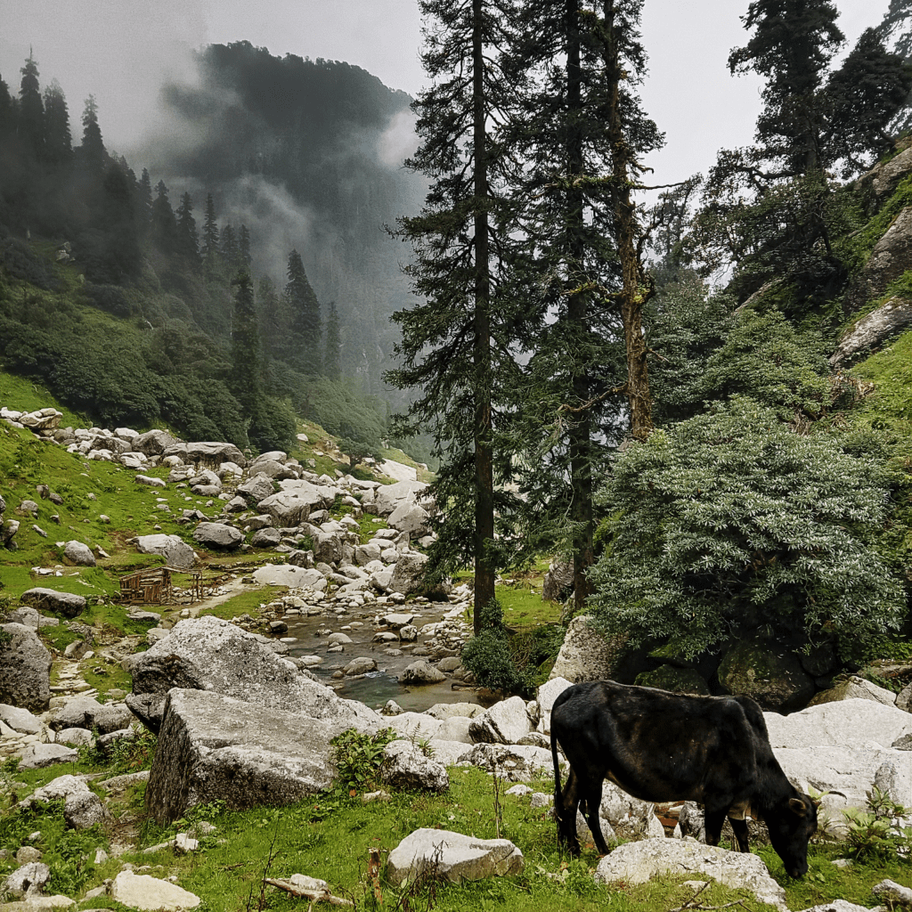 Dhauladhar mountains